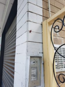 BLATTA CHE SI ARRAMPICA