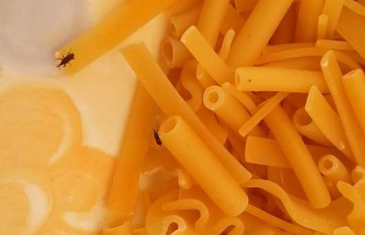 Dicette ‘o pàppece vicino â noce: “Damme ‘o tiempo ca te spertoso”