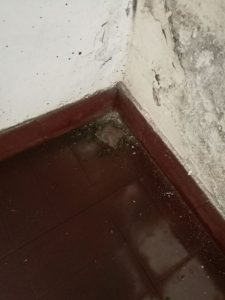 IMG-20170619-WA0006